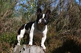 BOULEDOGUE FRANCAIS 826